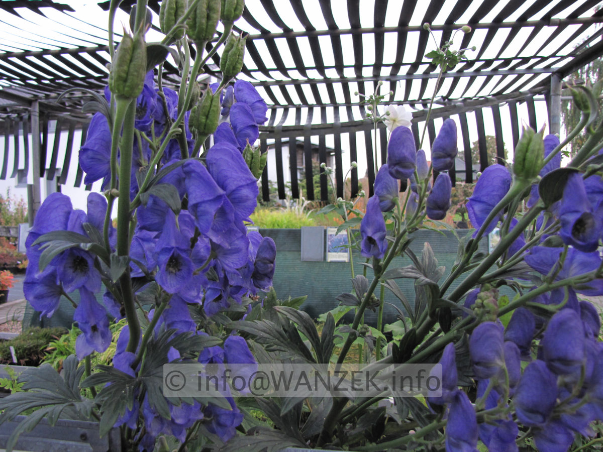Aconitum arendsii - Blueten nah.JPG